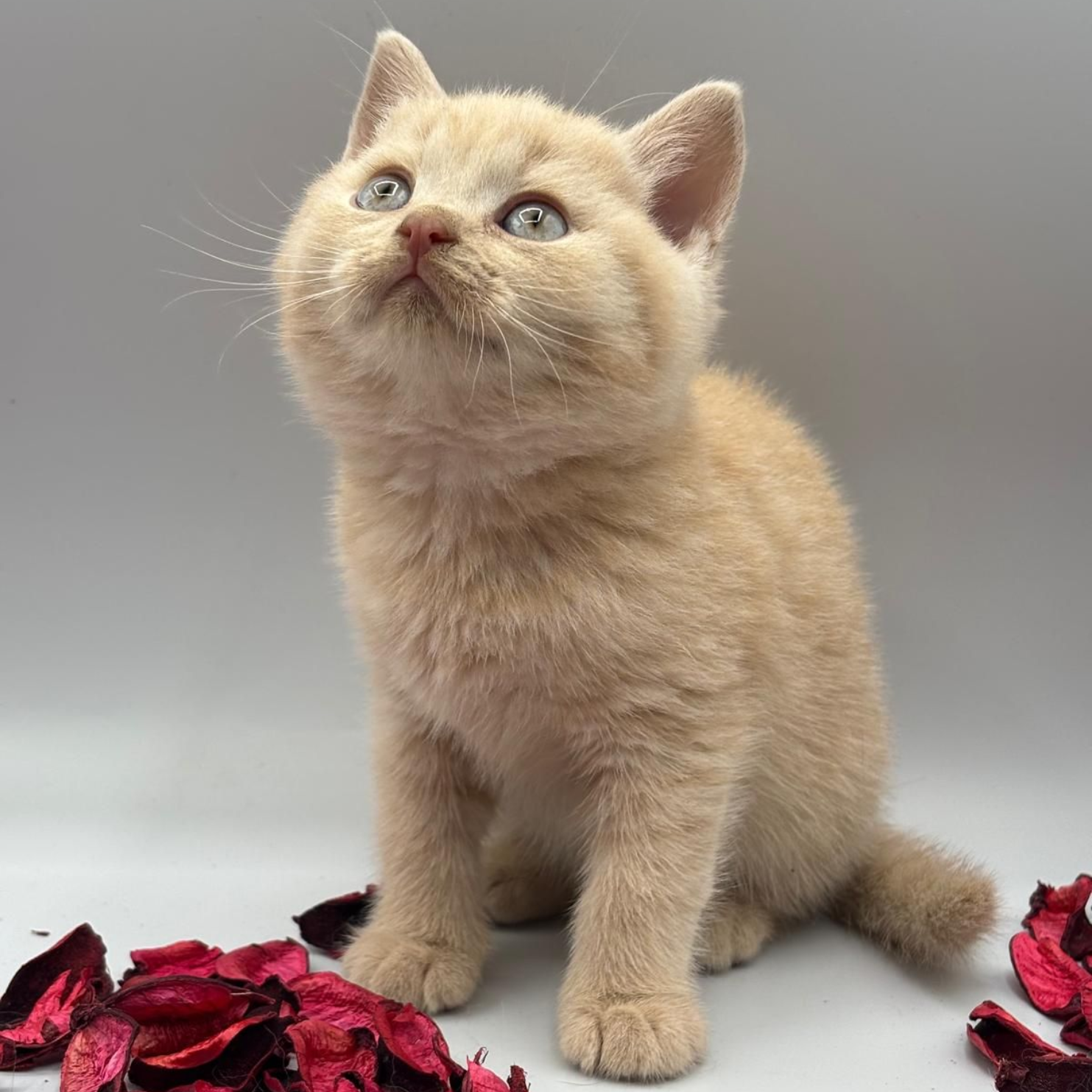 gatito British crema