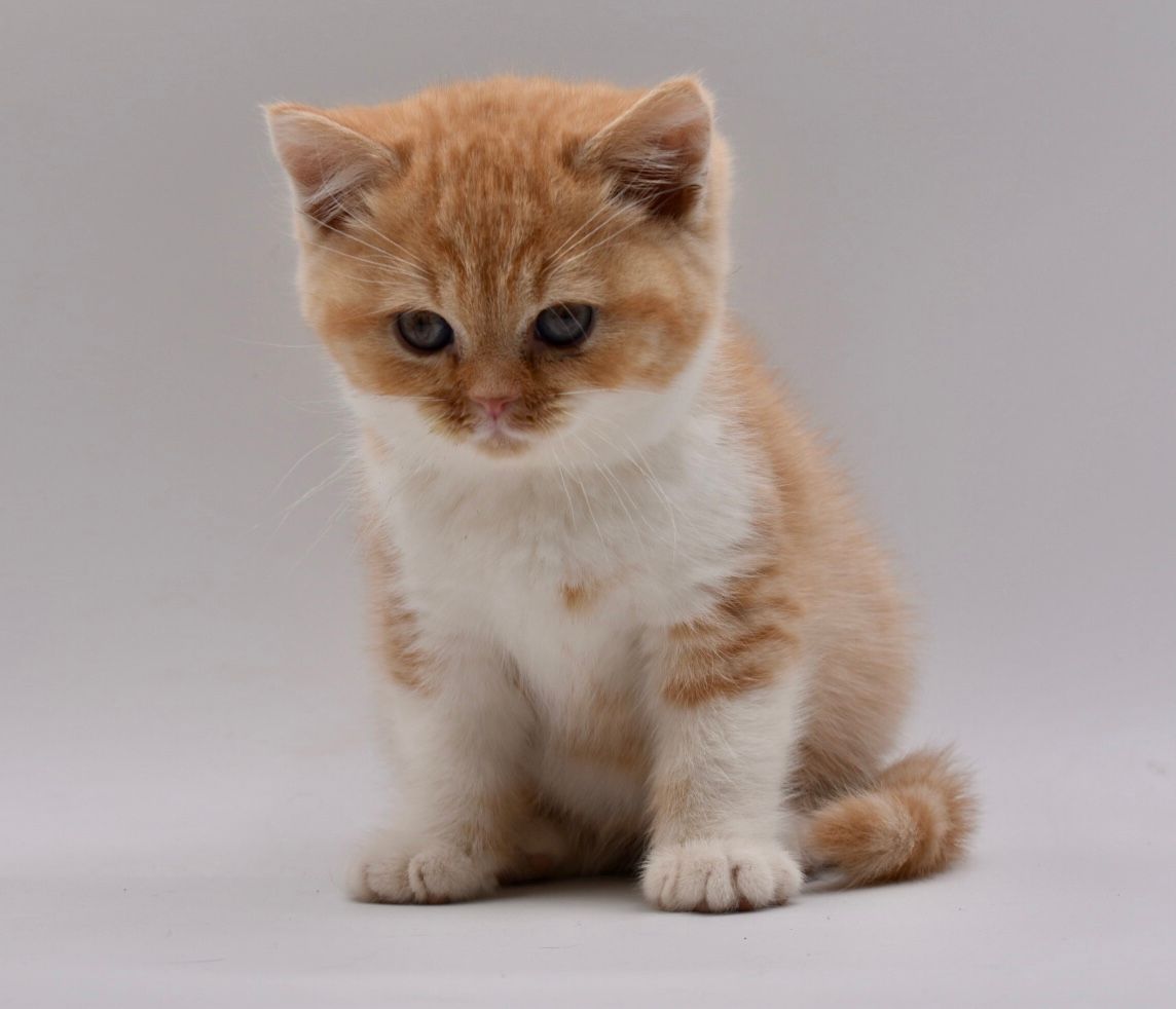 British shorthair