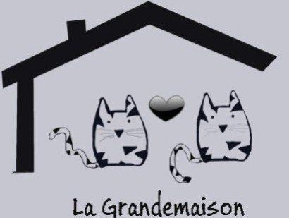 gatitos British shorthair