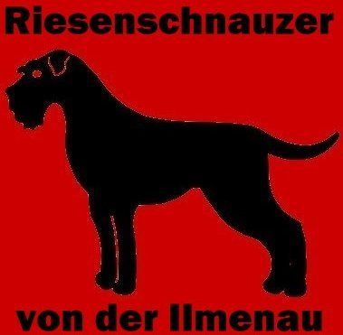 Riesensschnauzer von der Ilmenau
