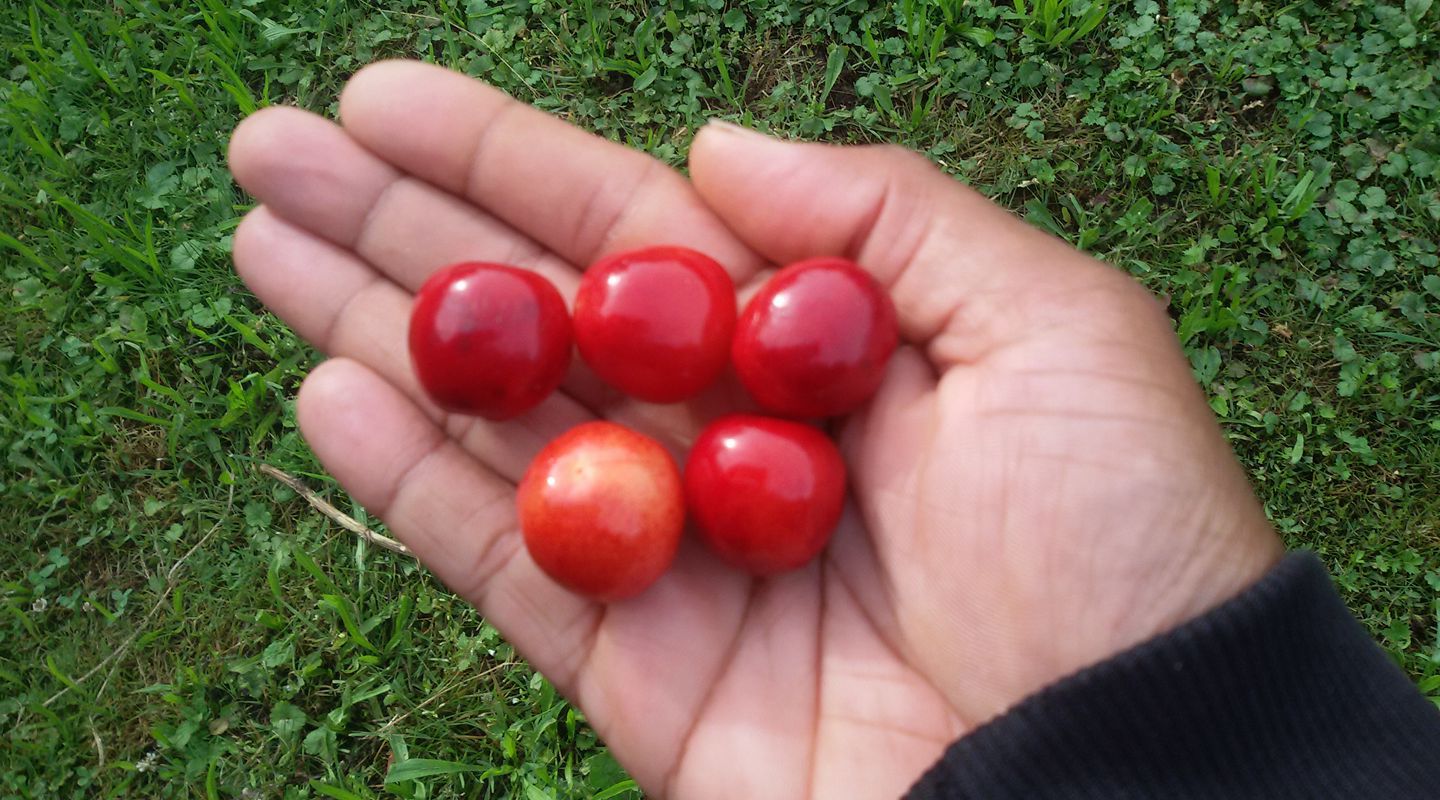 Kirschen im KIMBA Park