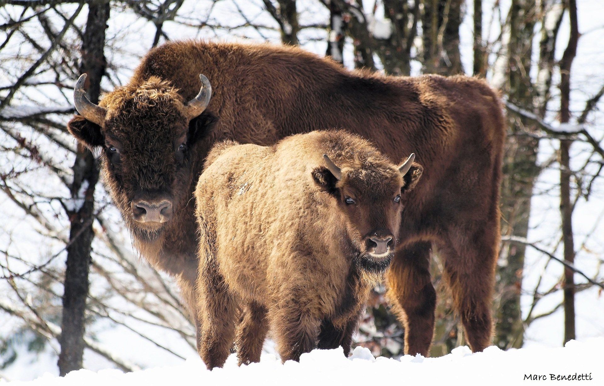 blog agence circuit roumanie bison europeen carpates