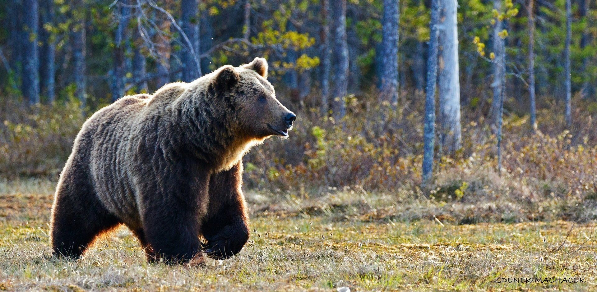 blog agence voyage roumanie ours carpates nature