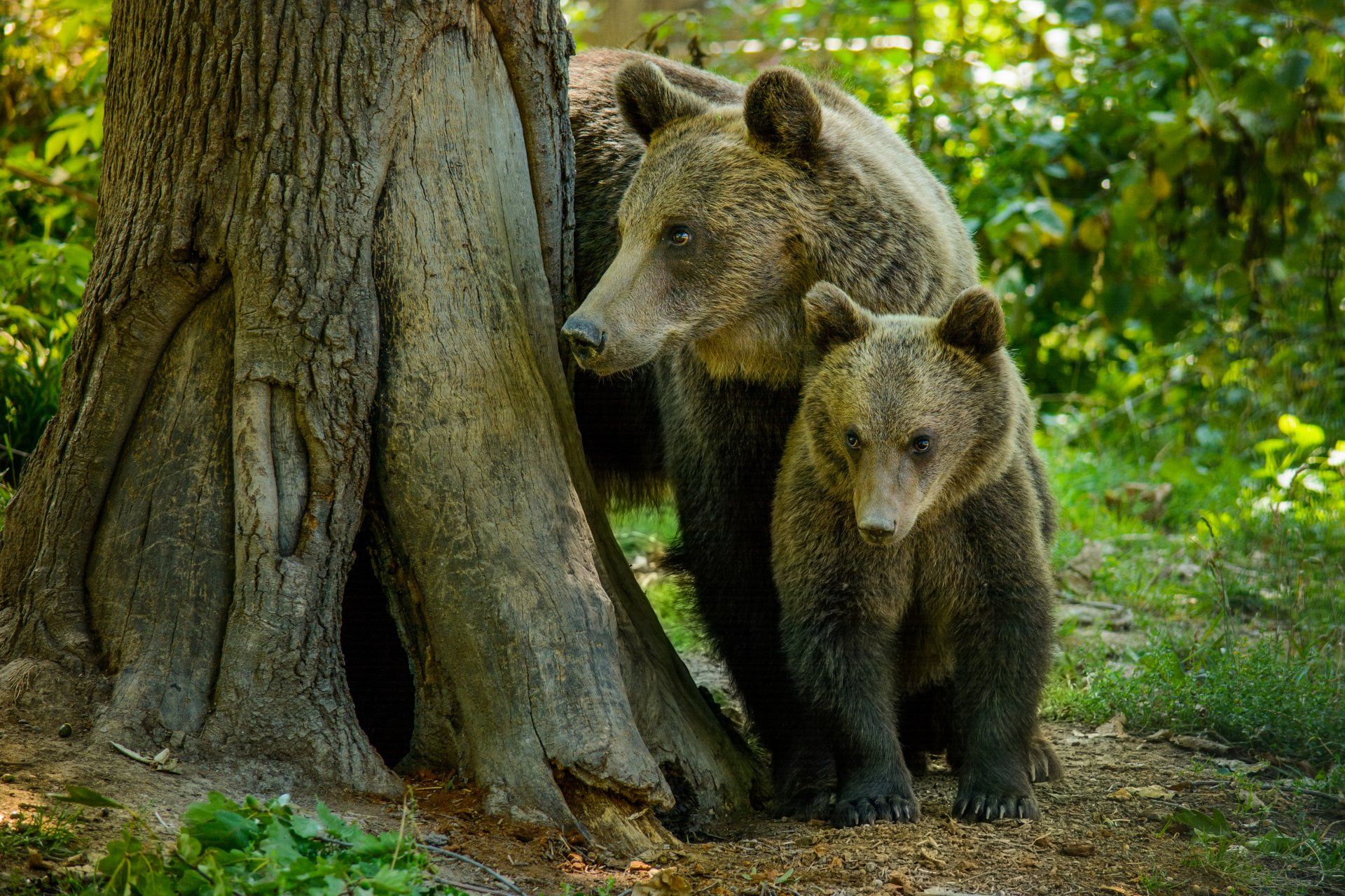 blog vacances roumanie ours carpates reserve naturelle