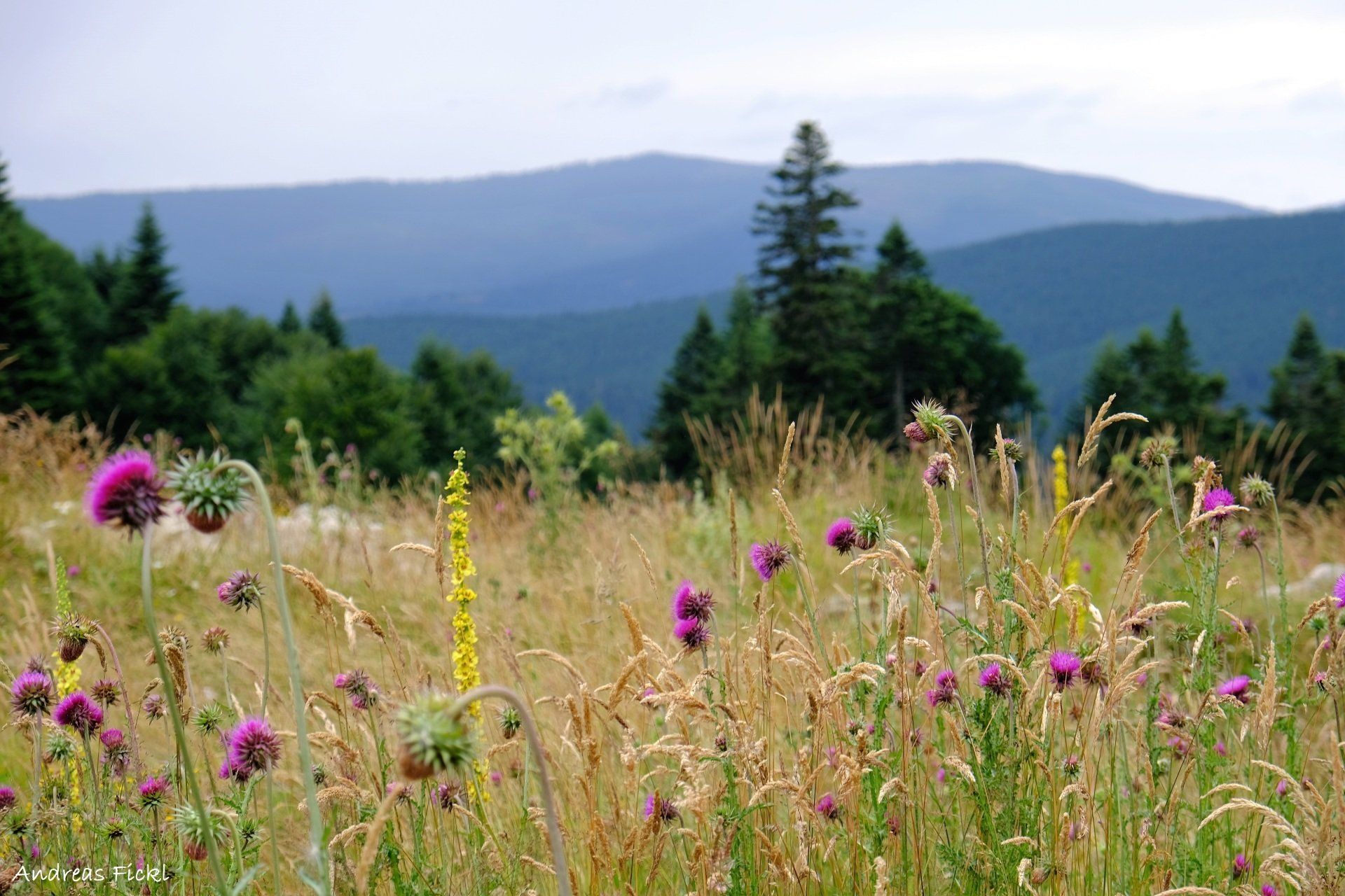 blog agence circuit roumanie campagne champ pittoresque