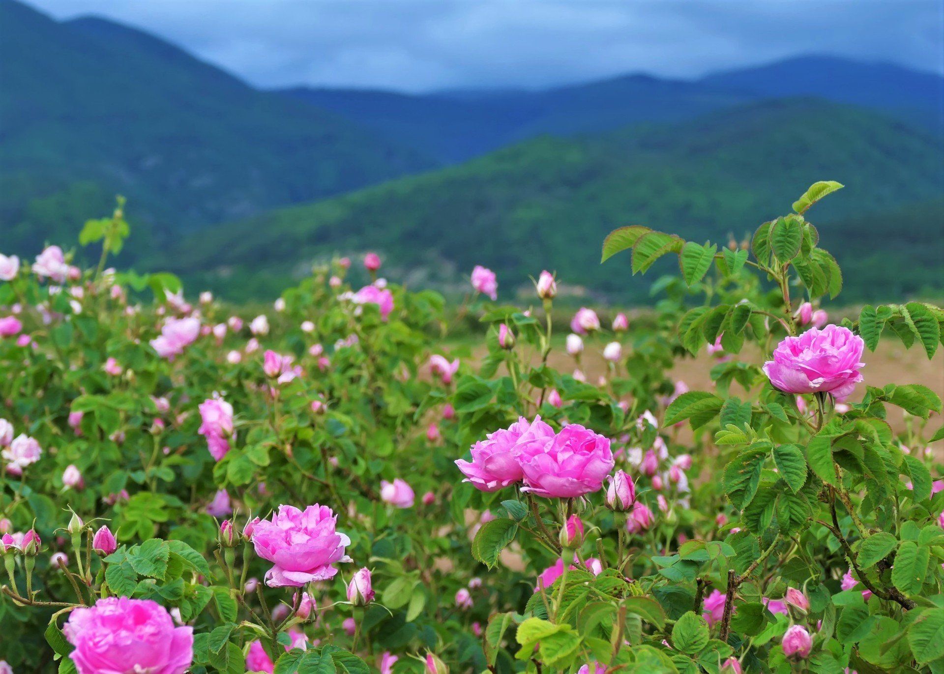 voyage-bulgarie-vallee-rose-champ-rosier