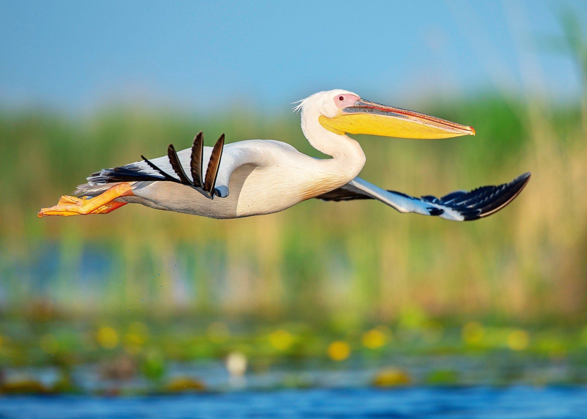 blog decouverte roumanie pelican delta danube reserve ornithologique