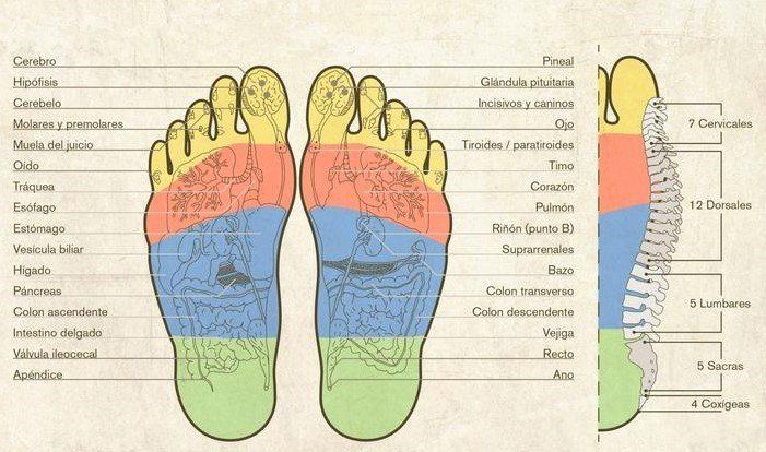 Reflexología Reflexoterapia