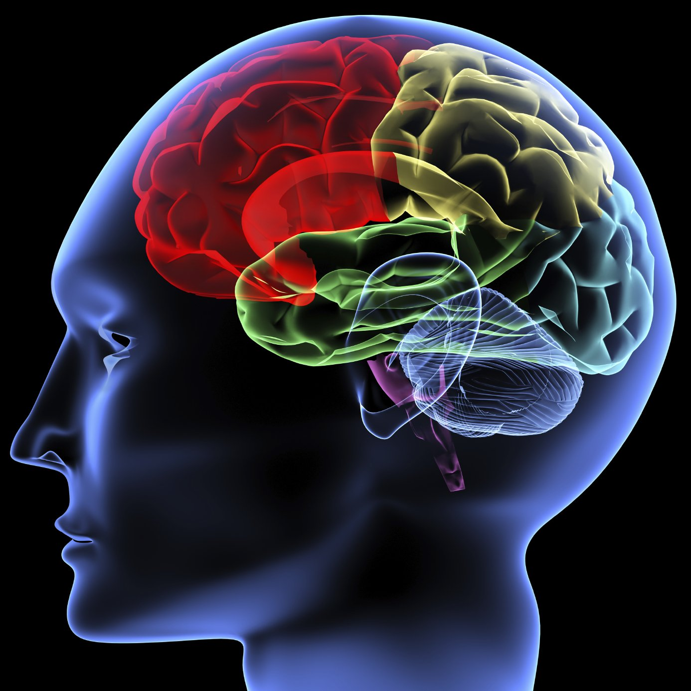 Photo of inside brain