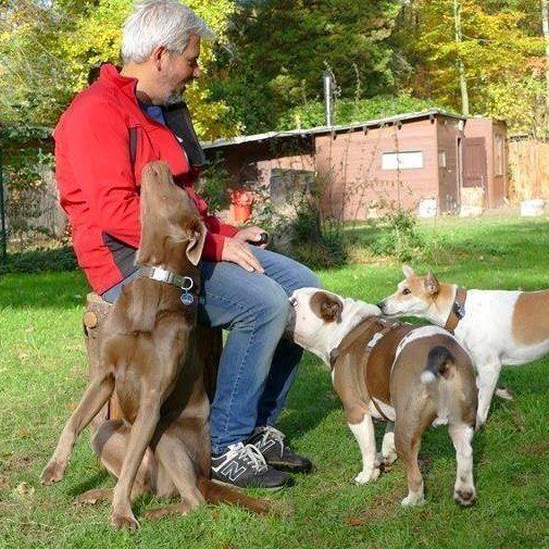 Hundepension Am Waldesrand in Mönchengladbach