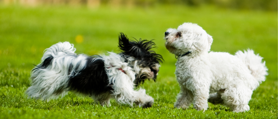 Hundepension Am Waldesrand