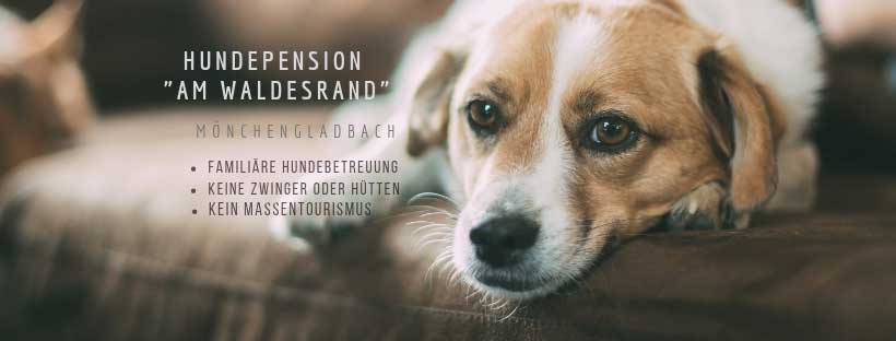 Wir nehmen nur gesunde, stubenreine, gut sozialisierte sowie erzogene auf. Der Hund muß entwurmt und frei von Parasiten sein.Weiter sollten Rüden kastriert bzw. gechipt sein. Die Aufnahme unkastrierter Rüden erfolgt nur vorbehaltlich sehr gutem Sozialverhalten. Welpen werden nicht aufgenommen. Ein gültiger Impfschutz muß nachgewiesen werden, hierzu gehören Impfungen gegen Staupe, Hepatitis, Leptospirose, Parvovirose, Tollwut und Zwingerhusten.Der deutsche Impfausweis mit den eingetragenen notwendigen Vorsorgeimpfungen ist bei Abgabe des zu betreuenden Hundes vorzulegen. Nachweis über eine gültige Haftpflichtversicherung. Hundepension