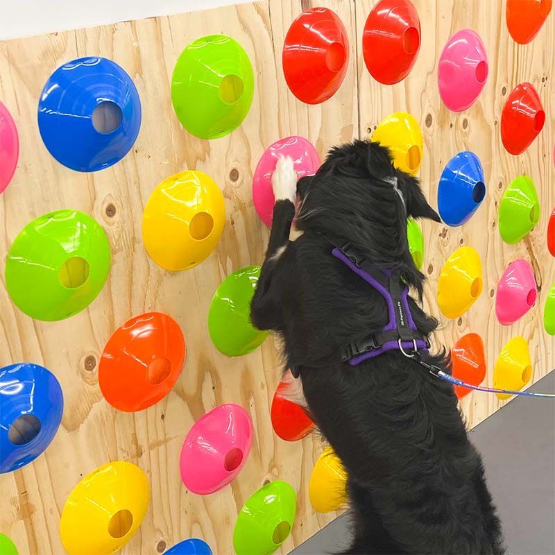 Cosmic Dog Training Facility Fabi in a Sent Game.