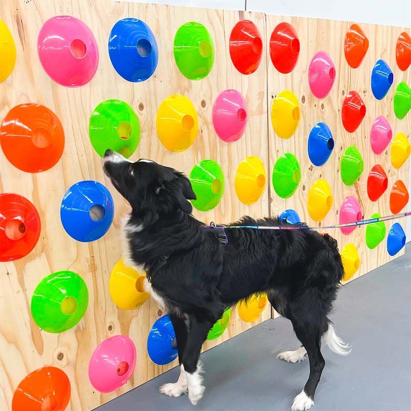 Cosmic Dog Training Facility Fabi in a Sent Game.