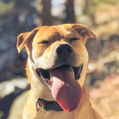 Cosmic Dog Leo Off LEash Freedom.