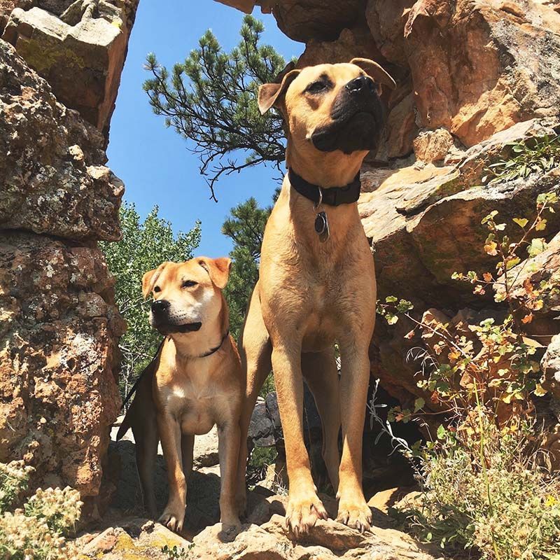 Cosmic Dog Training Facility Fabi in a Sent Game.