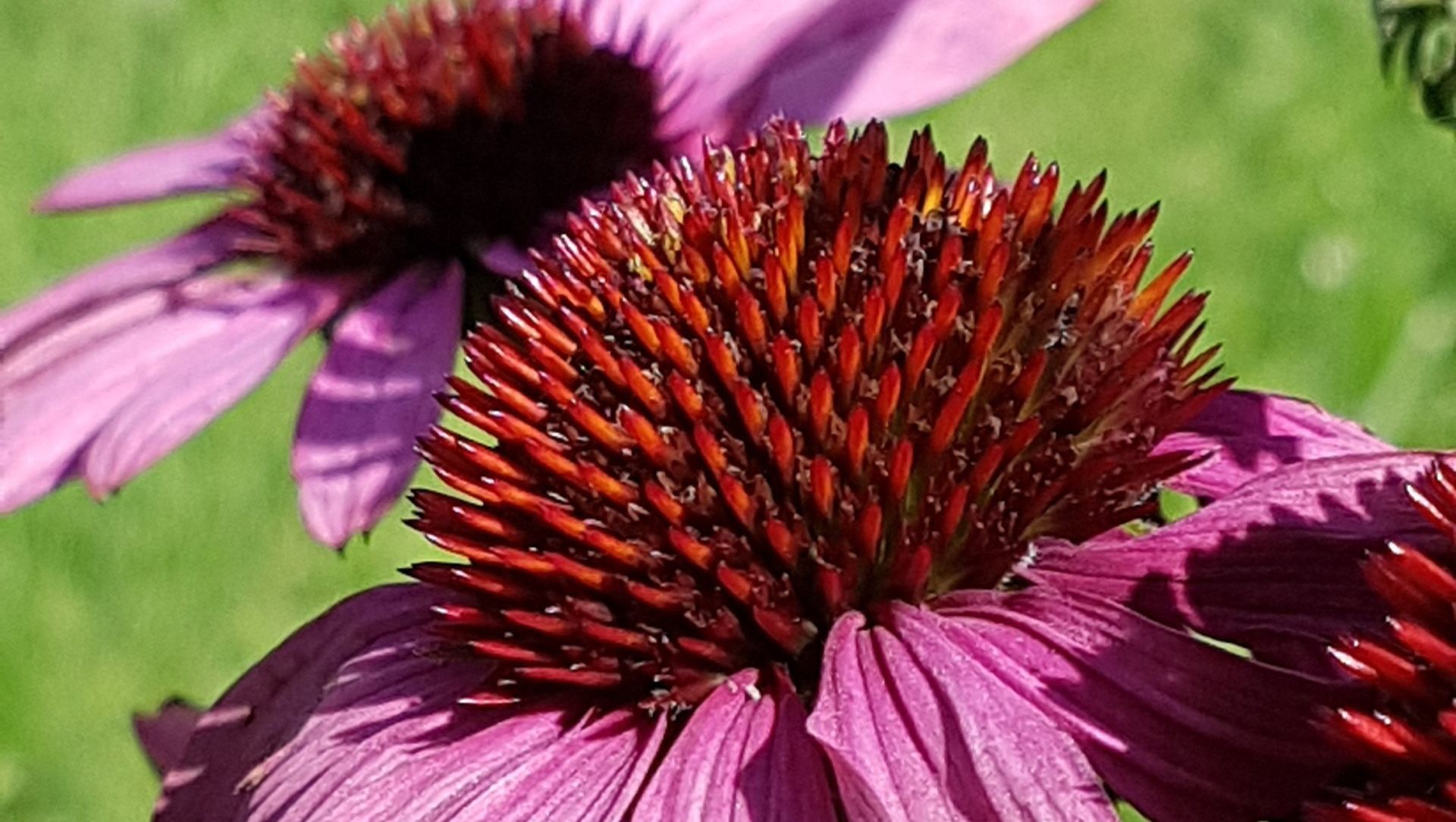 Detailaufnahme einer Echinacea purpurea. Zu sehen ist der prominente  Blütenkorb.