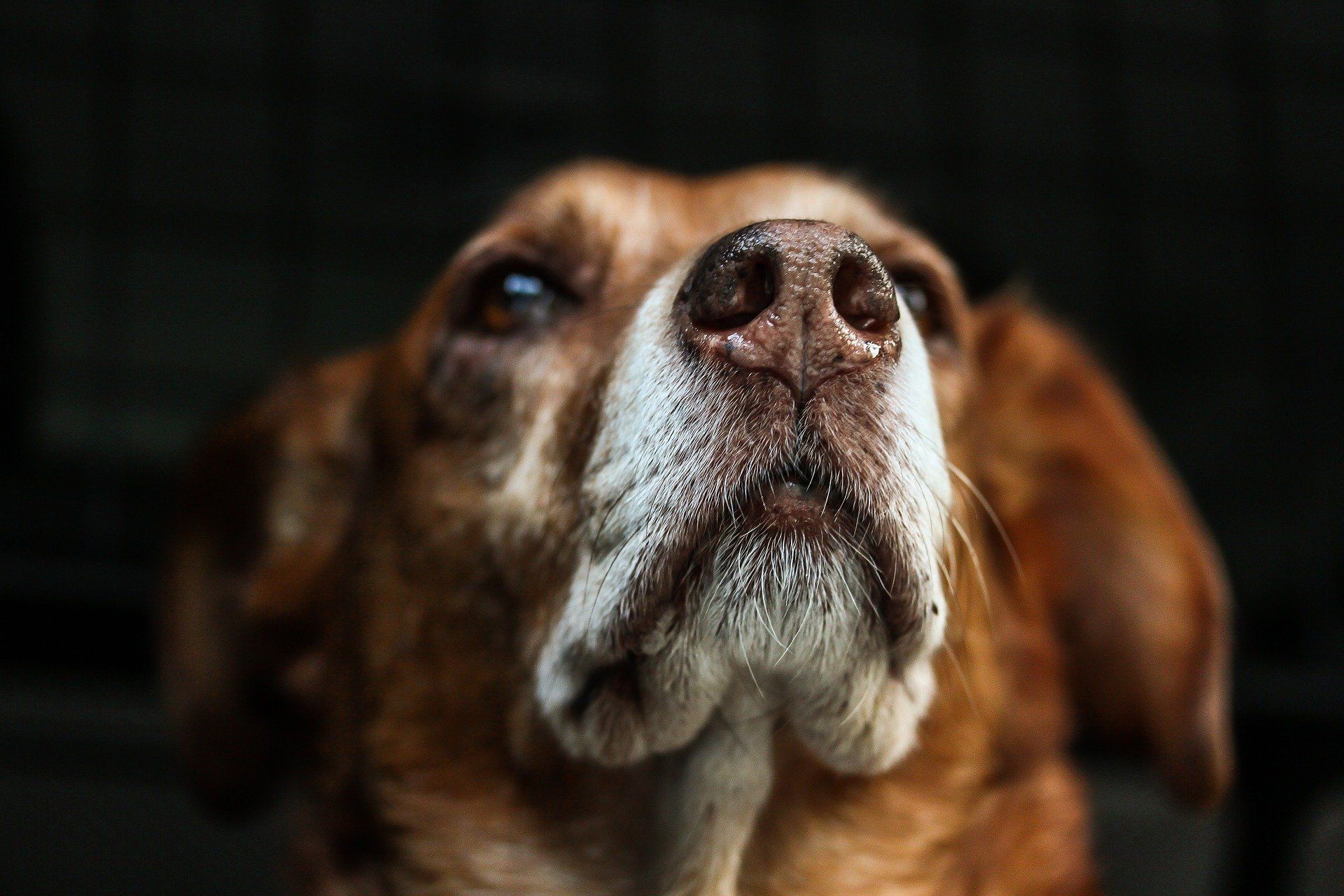 Kopf eines älteren Beagles mit weißer Schnauze. Es ist ein älterer Hund.