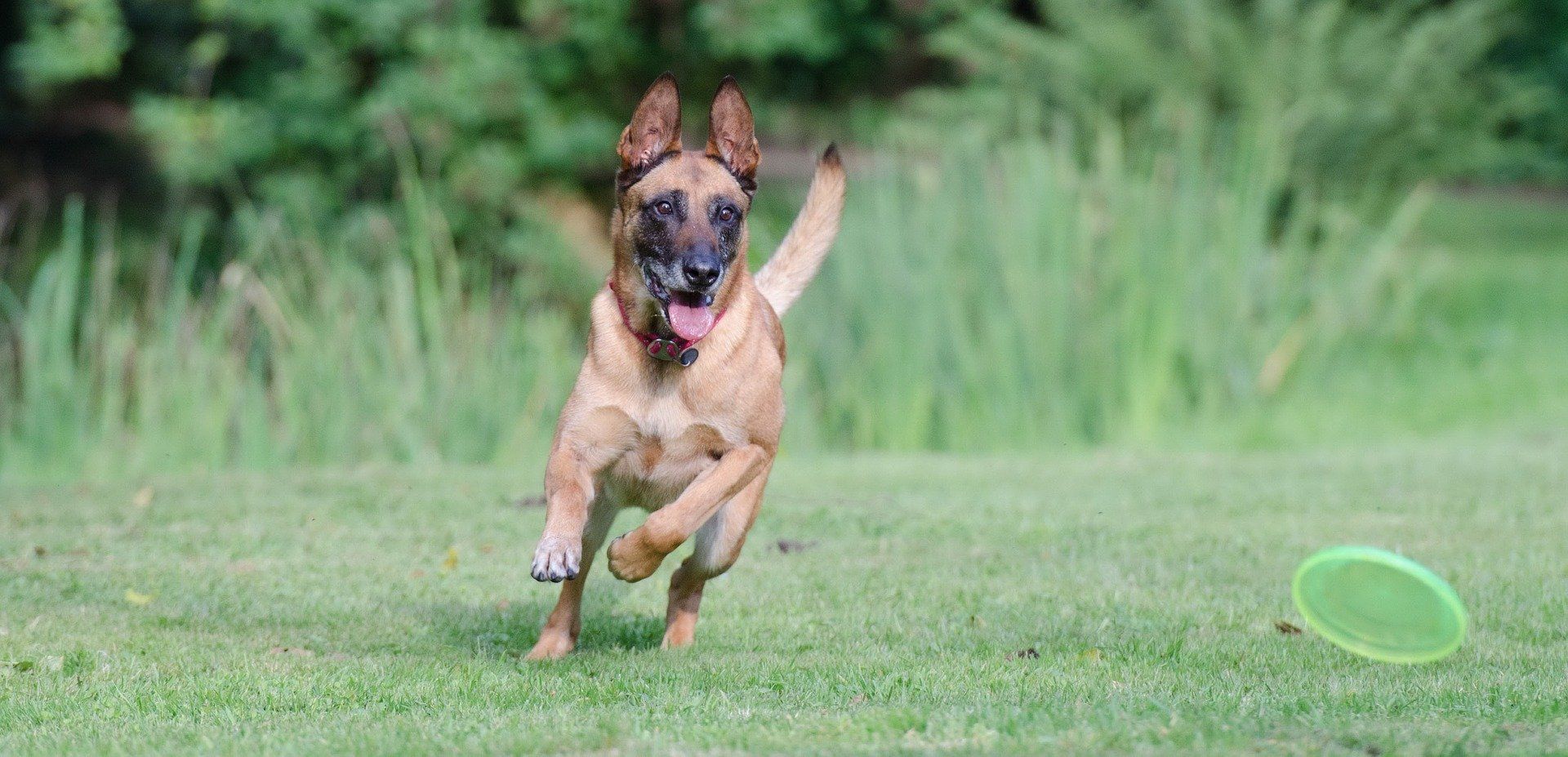 Ein Mallinoise auf einer Wiese rennt einem Hundespielzeug hinterher