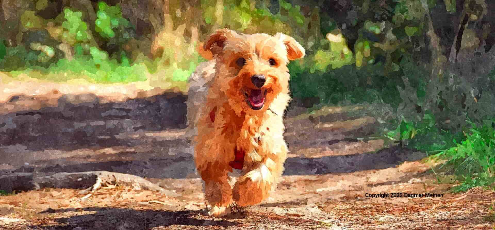 Ein kleiner weizenheller Hund rennt mit lustig aufgestellten Ohren über einen Waldweg.