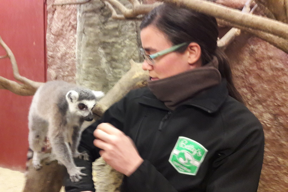 Training mit einem Lemuren Affen im Zoo Linz Bettina Brückler, bettys tiertraining, Betty's Tiertraining, positive Verstärkung, Clickertraining, Tricks, Medical Training, Graz, Steiermark, Österreich
