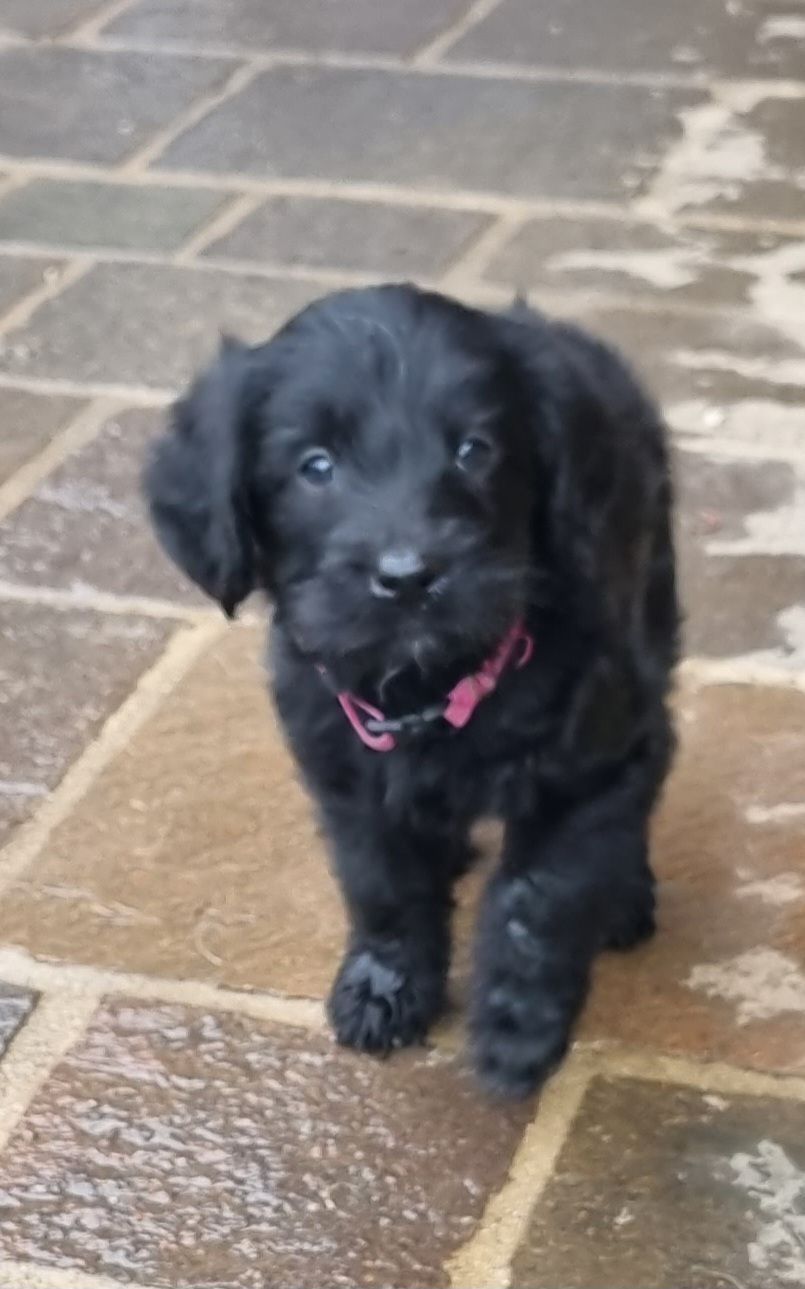 Assistenzhund, Blindenführhund Runa als Welpe Assistenzhund, Blindenführhund Runa als Welpe