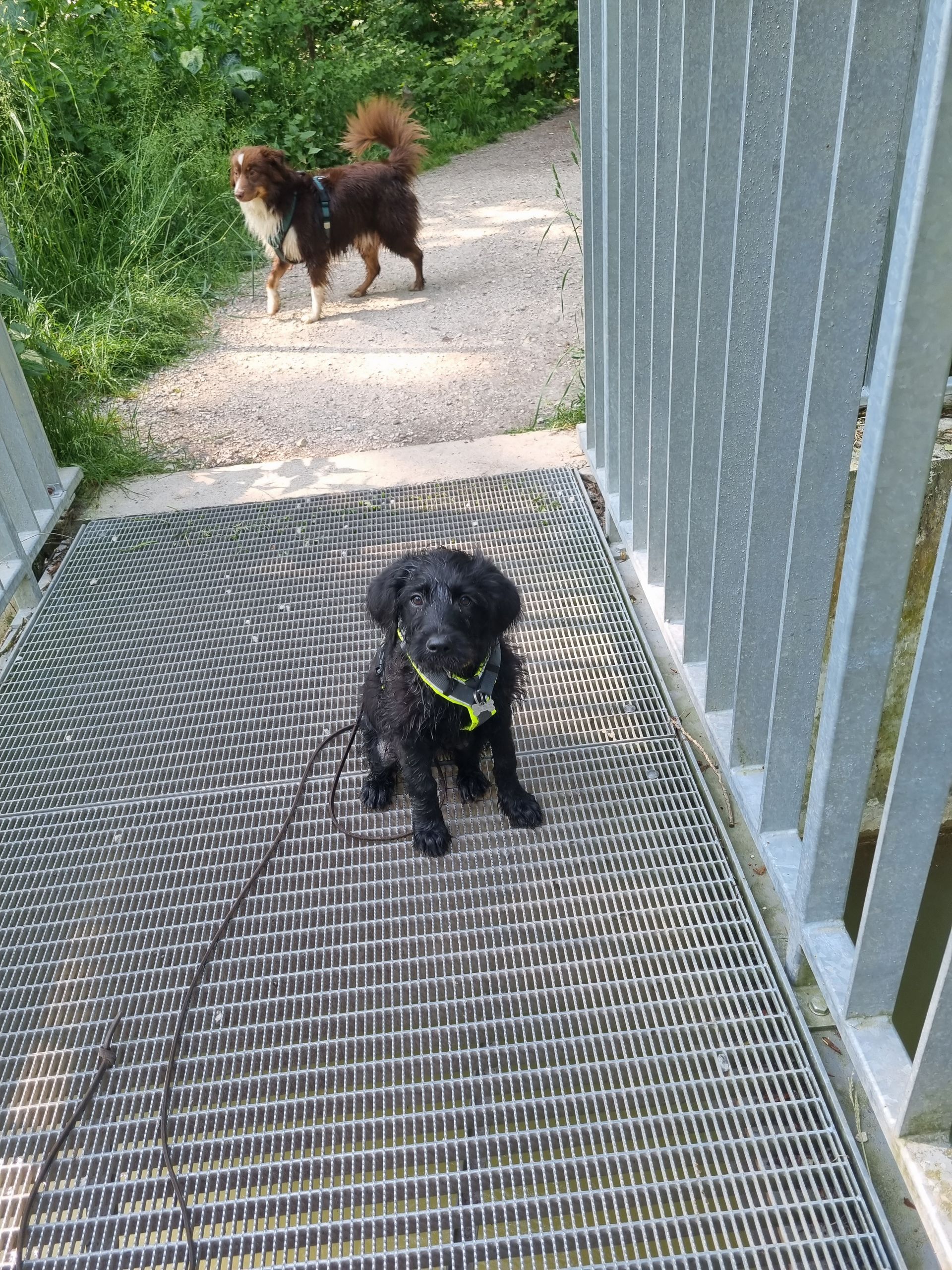 Runa auf Gitterboden