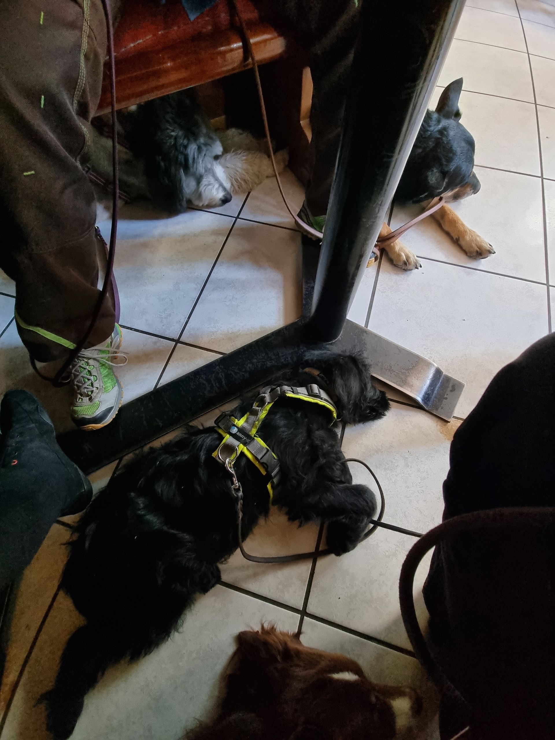 Runa entspannt mit anderen Hunden im Restaurant