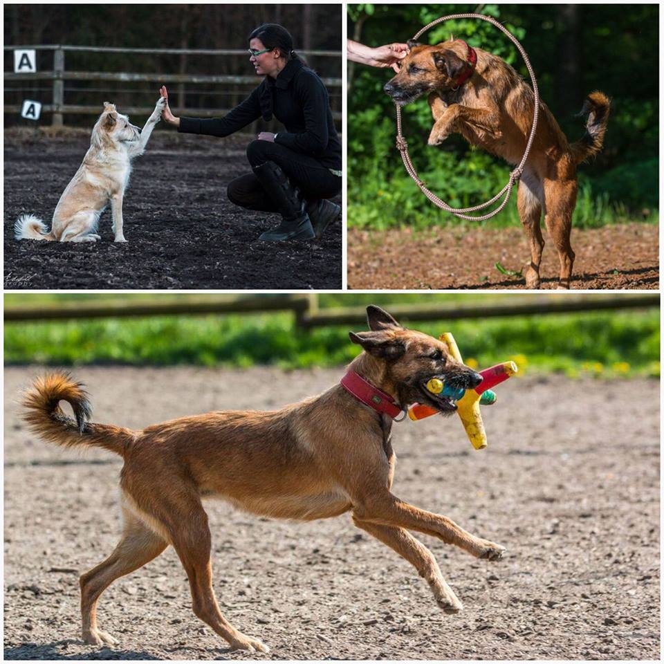 Hundetraining Bettina Brückler, Betty's Tiertraining, positive Verstärkung, Clickertraining, Tricken, Obediece, Unterordnung, Begleithunde, Hundetraining, Graz, Steiermark, Österreich