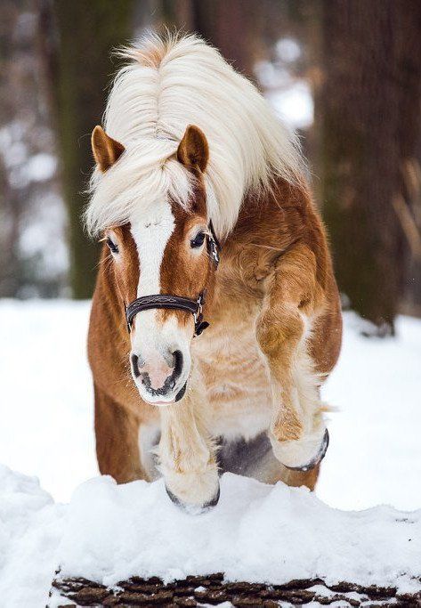 Roxy - Haflingerstute im Schnee Bettys Tiertraining, Pferdetraining, Clickertraining