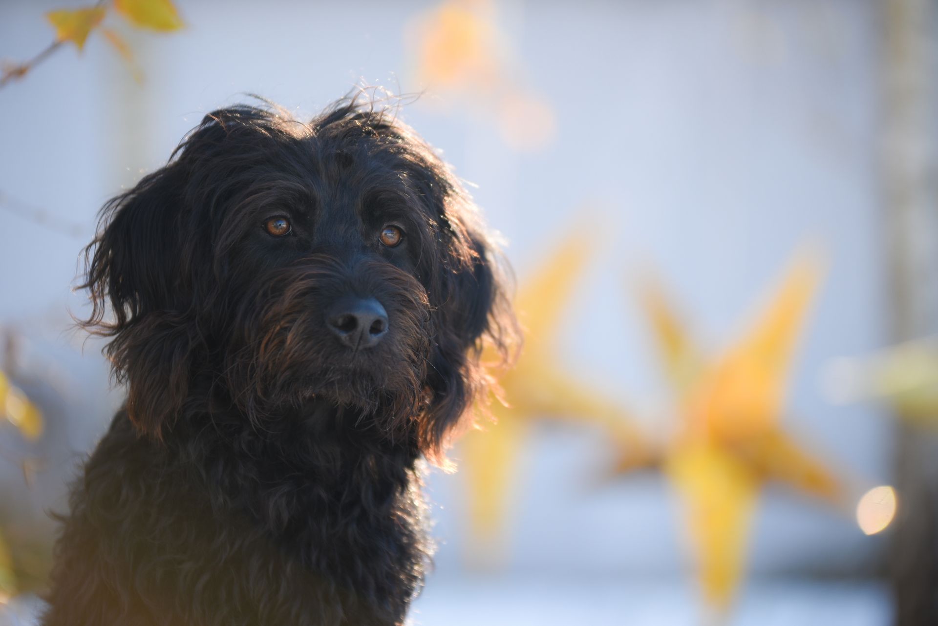 Assistenzhund in Ausbildung Runa in Winterlandschaft