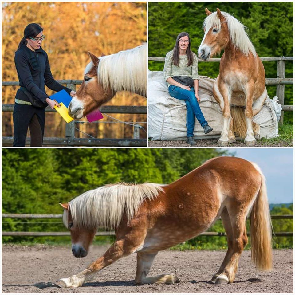 Roxy bei der Farbunterscheidung, Sitz am Sitzsack, Kompliment Bettina Brückler, Bettina Brueckler, bettys tiertraining, Betty's Tiertraining, positive Verstärkung, Clickertraining, Horse Agility, Zirkuslektionen, Freiarbeit, Verladetraining, Medical Training, Sitz, Kompliment, Farbunterscheidung, Graz, Steiermark, Österreich