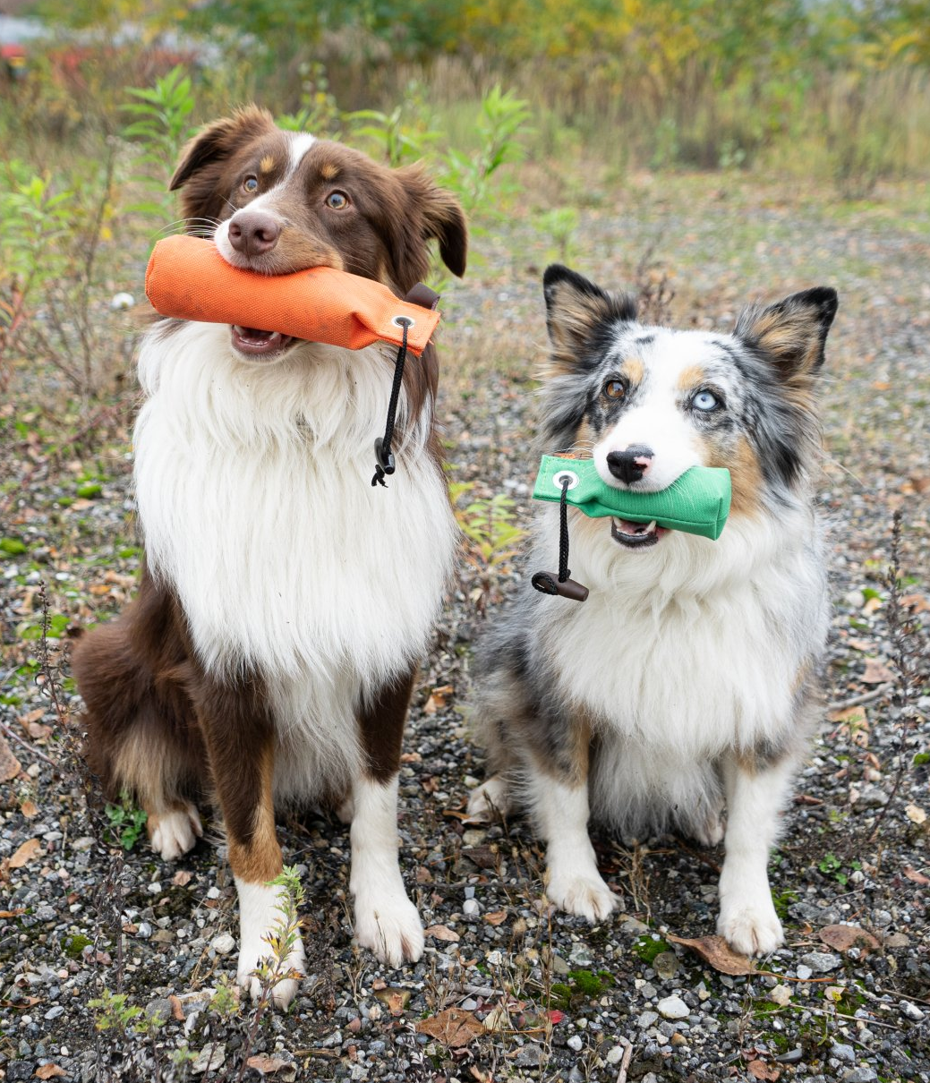 Schoki und Ajka mit Dummy beim Apportieren Bettina Brückler, bettys tiertraining, Betty's Tiertraining, positive Verstärkung, Clickertraining, Tricken, Obediece, Unterordnung, Begleithunde, Hundetraining, Medical Training, Apportieren , Dummytraining, Graz, Steiermark, Österreich