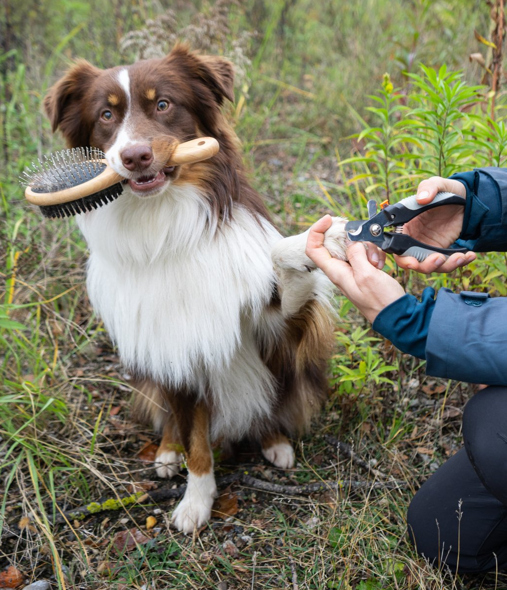 Schoki beim Medical Training Bettina Brückler, bettys tiertraining, Betty's Tiertraining, positive Verstärkung, Clickertraining, Tricken, Obediece, Unterordnung, Begleithunde, Hundetraining, Medical Training, Graz, Steiermark, Österreich