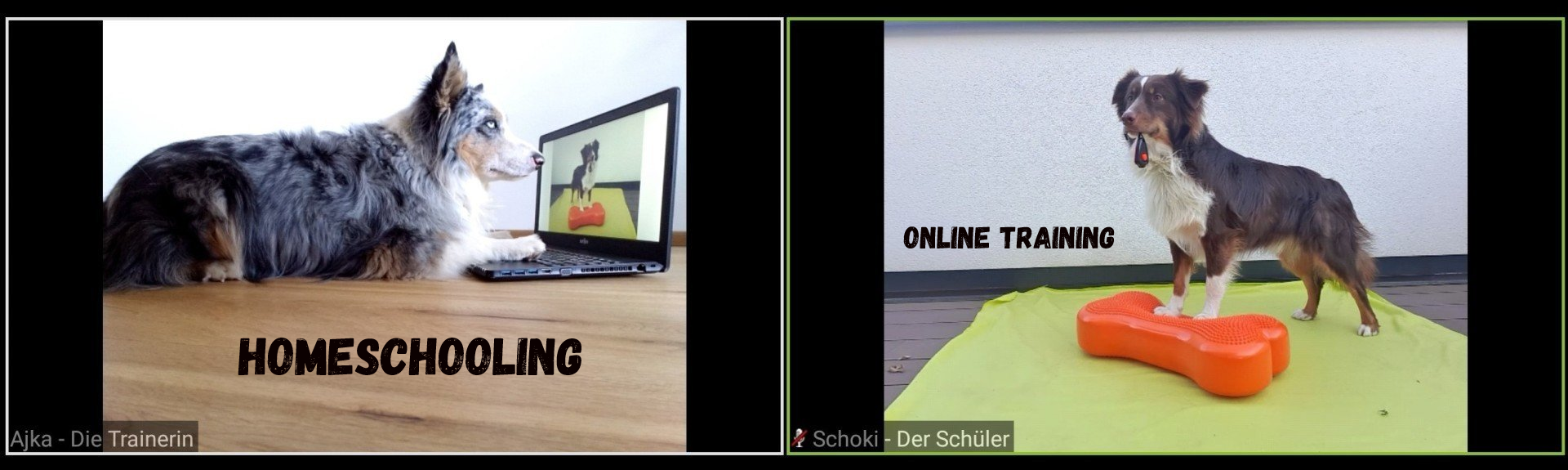 online Training - Homeschooling für Tiere online Training, Homeschooling, Bettys Tiertraining, Bettina Brueckler, Hundetraining, Pferdetraining, Katzentraining, Kleintiertraining, Clickertraining, Tricks, Medical Training, Beschäftigung