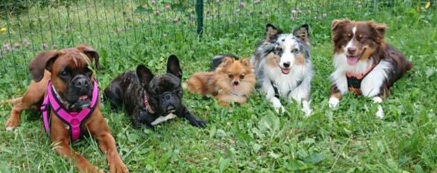 Hundeschule, Alexa, Bella, Sweety, Ajka und Schoki Bettina Brückler, bettys tiertraining, Hundeschule, Betty's Tiertraining, positive Verstärkung, Clickertraining, Tricken, Obediece, Unterordnung, Begleithunde, Hundetraining, Medical Training, Graz, Steiermark, Österreich