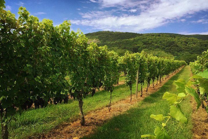 wine tour Virginia wine tour Virginia