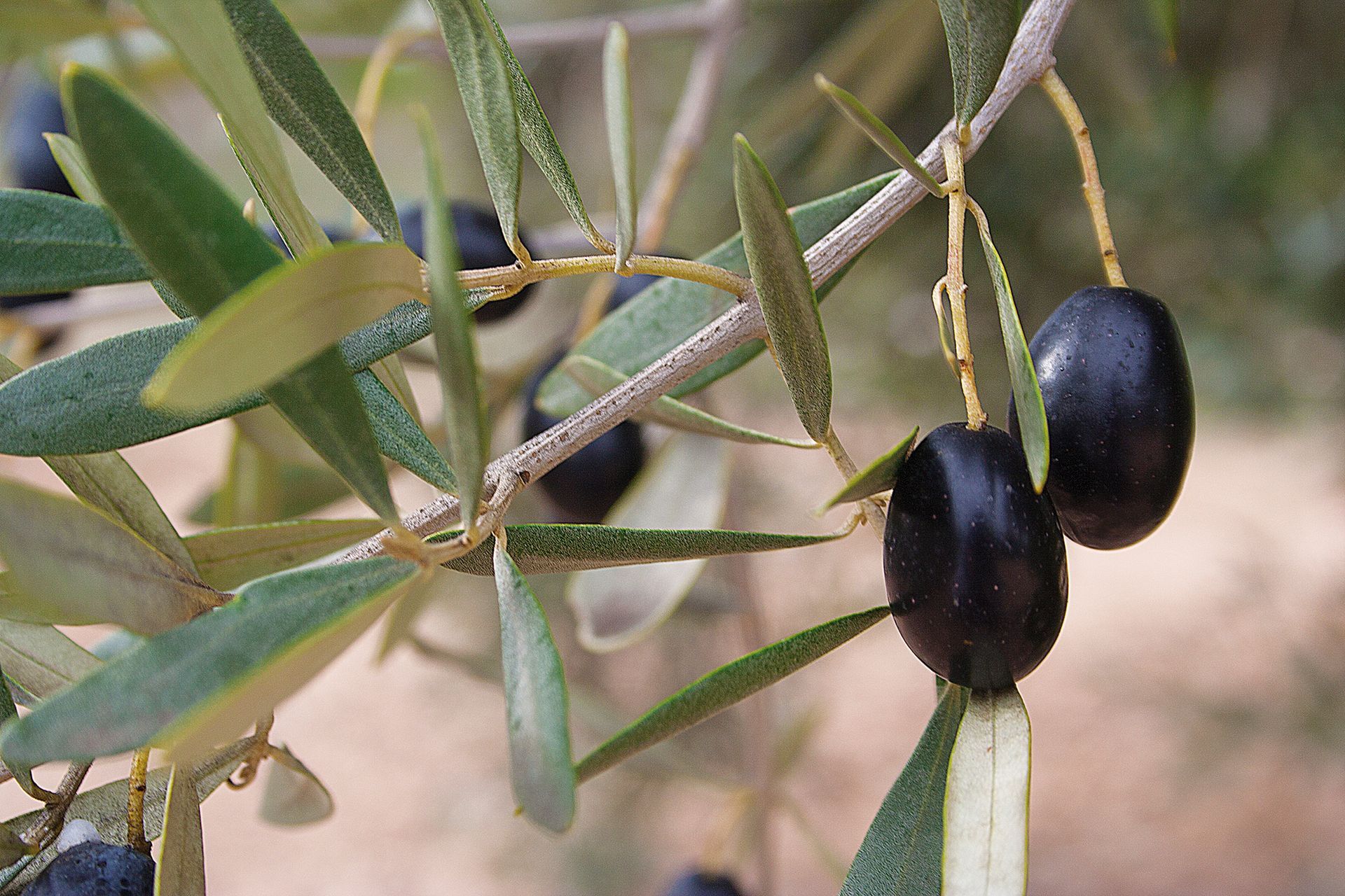 aceite, bajo aragón, oro liquido