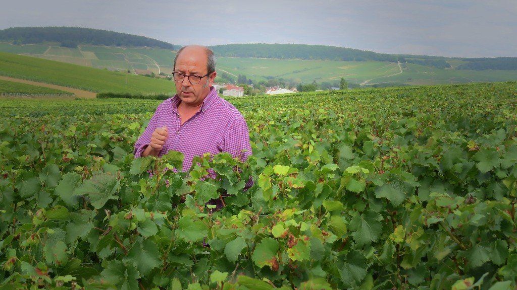 Yannick Cadiou dans ses vignes à Chablis