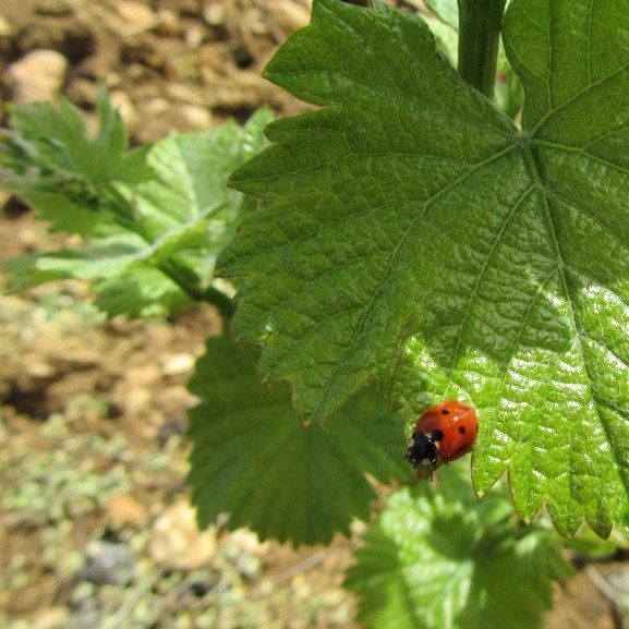 Coccinelle sur un plant de vigne