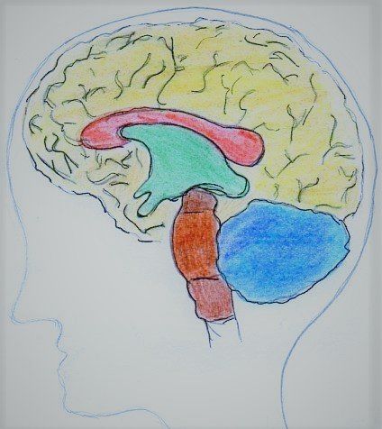 Gehirn Entwicklungsförderung zur optimalen Gehirnausreifung