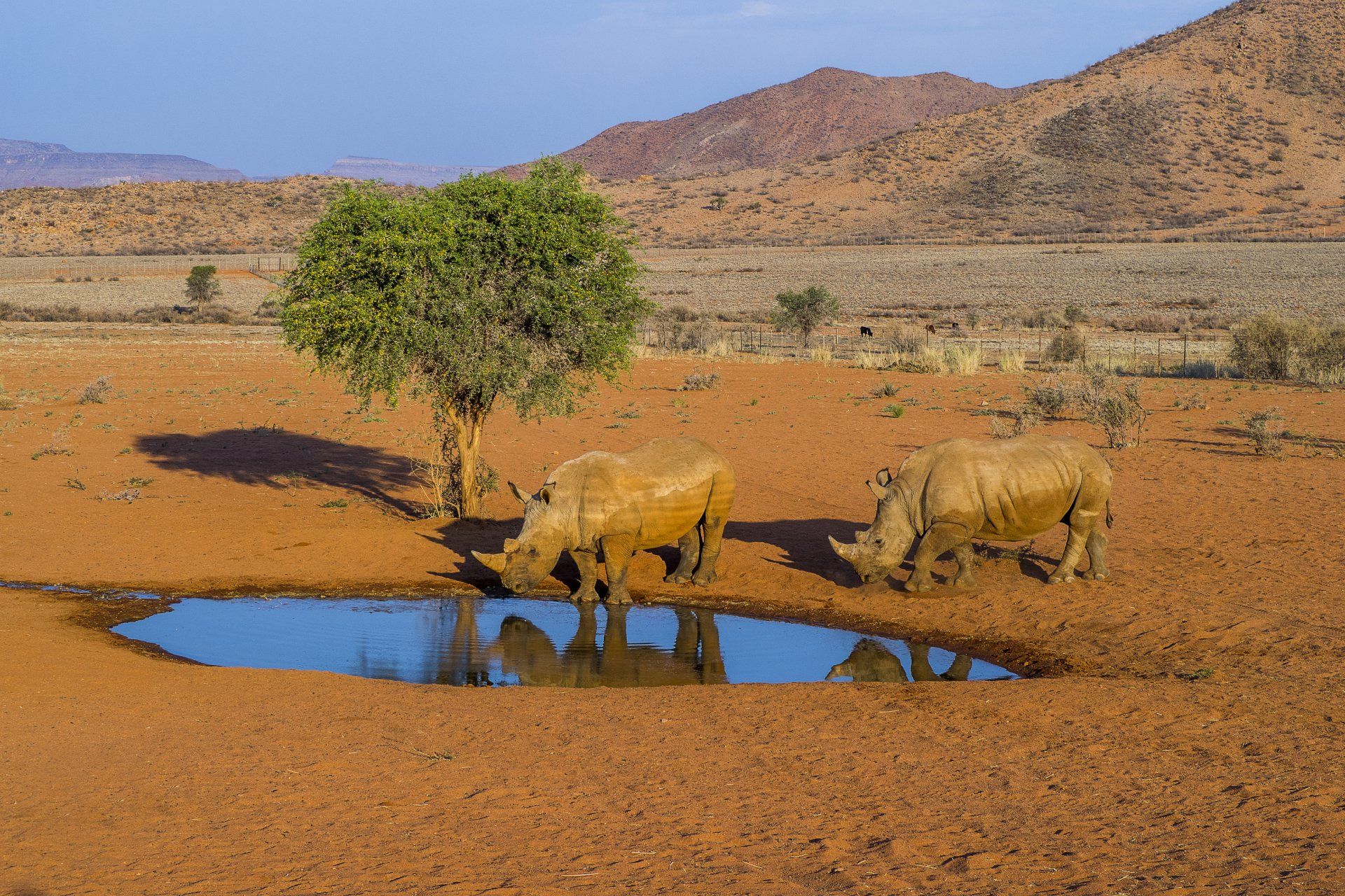 Namibia, Namib Naukluft Park, Big Daddy, Crazy Dunes, Wüste, Düne, Sanddüne, Hammerstein Lodge, Spitzmaulnashorn
