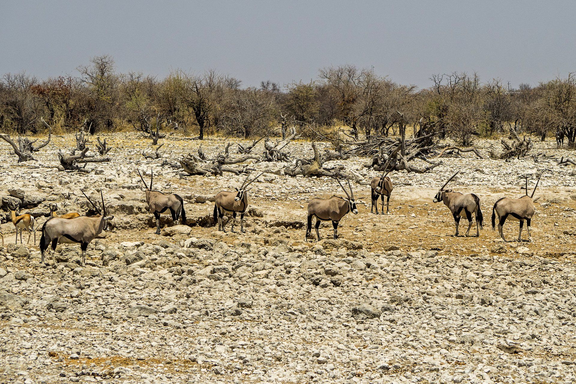 Namibia, Etosha, Etosha National Park, Tiere, Gemsbock, Oryx, Spießbock