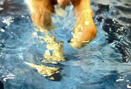 Dog in hydrotherapy treadmill
