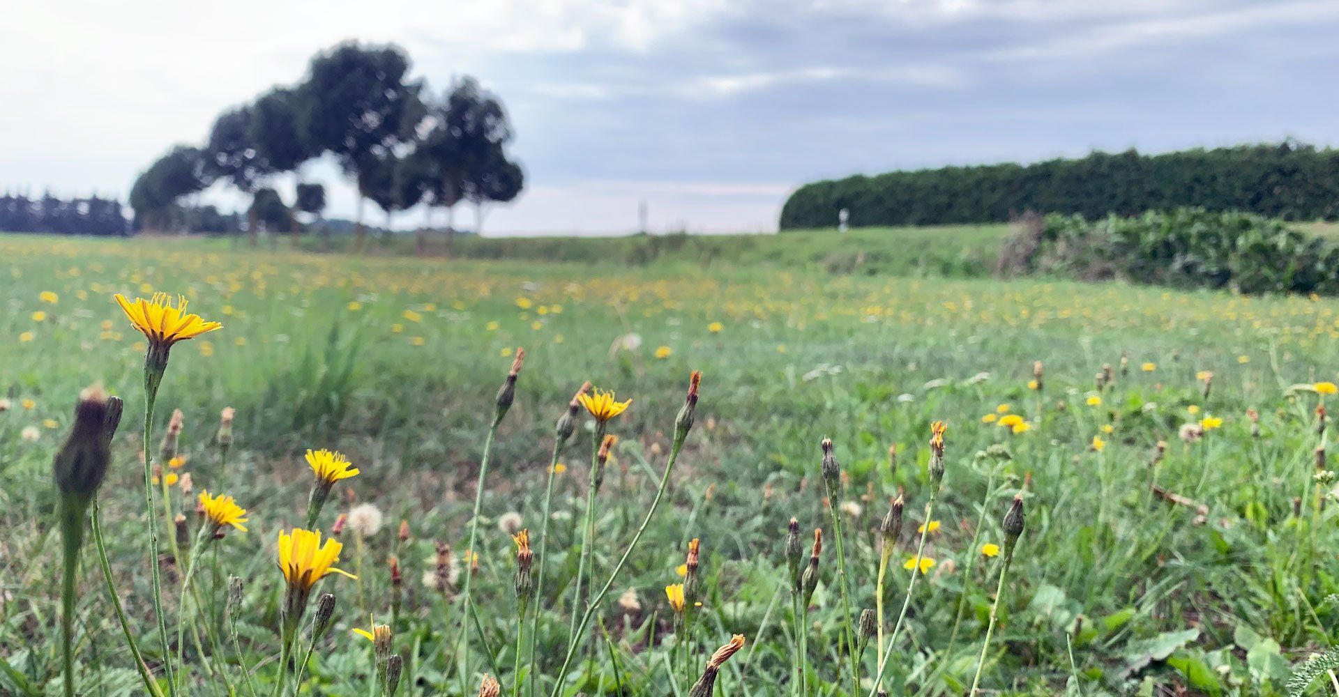 Blick über Wiese in Neulewin Oderbruch