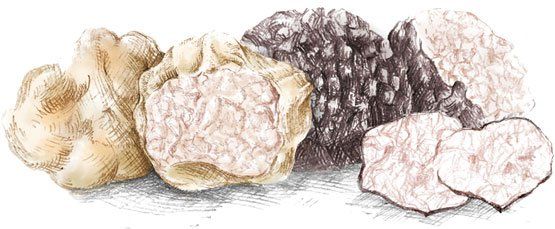 frische trüffel, trüffel