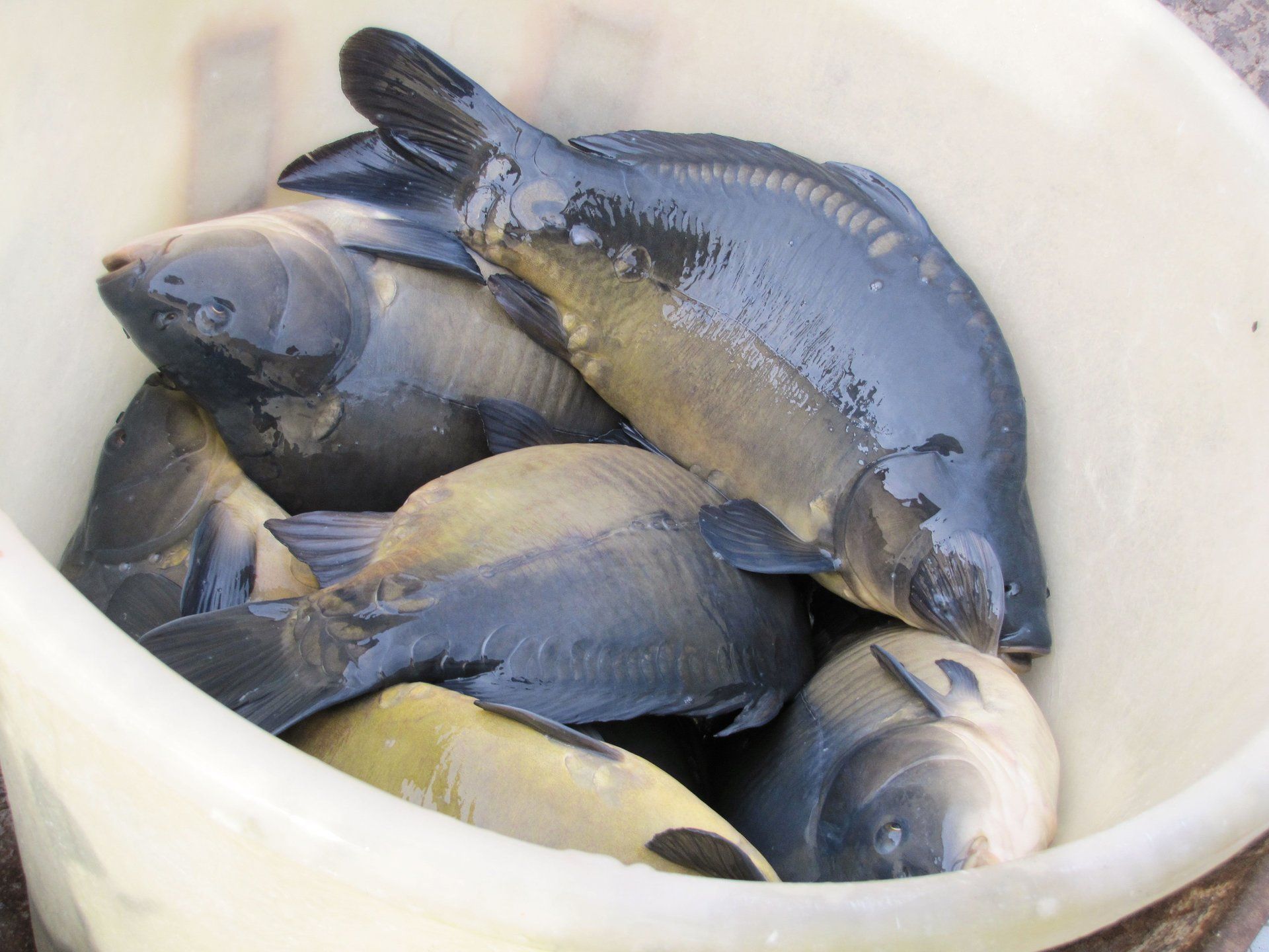 frisch gefangene Karpfen