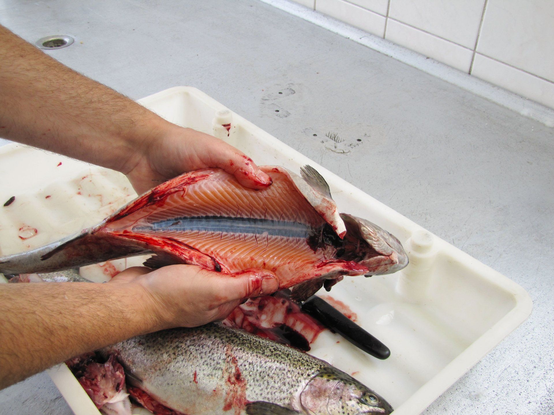 Fisch wird filetiert