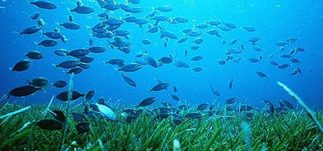 Vela in Sardegna con i delfini