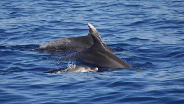 Tour in barca a vela alla scoperta dei delfini, Sardegna, Bosa